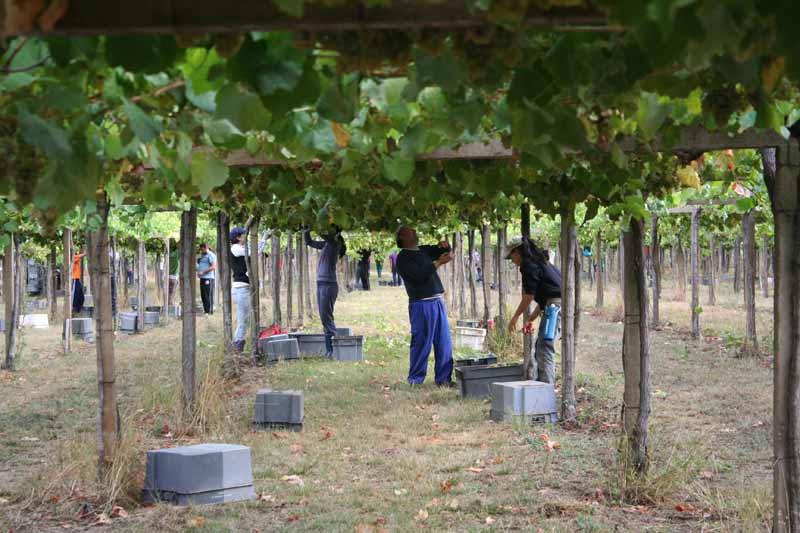 1. Ruta Vinícola en O Rosal: